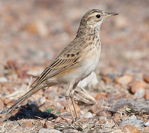 African Pipit